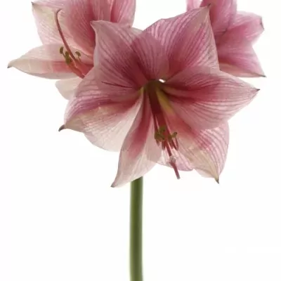 HIPPEASTRUM GA GERVASE