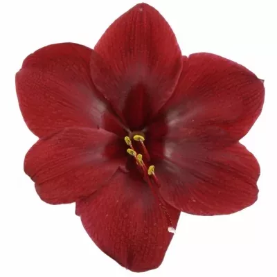 HIPPEASTRUM GA GRAND DIVA 