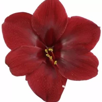 HIPPEASTRUM GA GRAND DIVA 