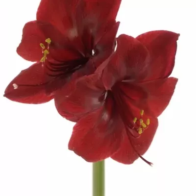 HIPPEASTRUM GA GRAND DIVA 