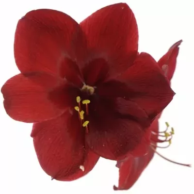 HIPPEASTRUM GA GRAND DIVA 