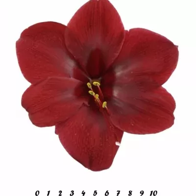 HIPPEASTRUM GA GRAND DIVA 