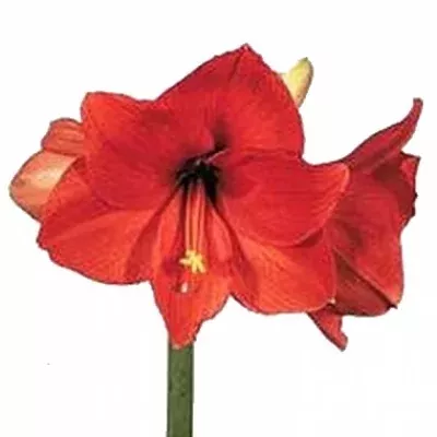 HIPPEASTRUM GA JAFFA