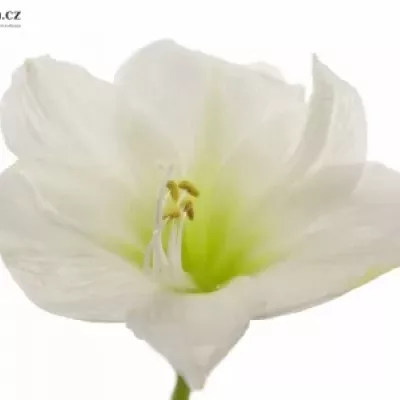 HIPPEASTRUM GA MATTERHORN