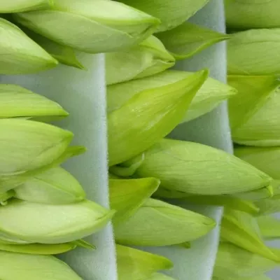 HIPPEASTRUM GA MATTERHORN