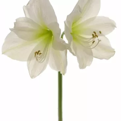 HIPPEASTRUM GA MATTERHORN