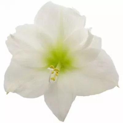 HIPPEASTRUM GA MATTERHORN