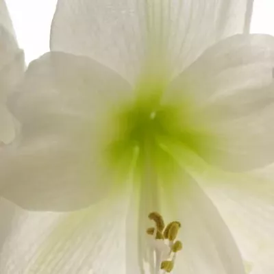 HIPPEASTRUM GA MATTERHORN