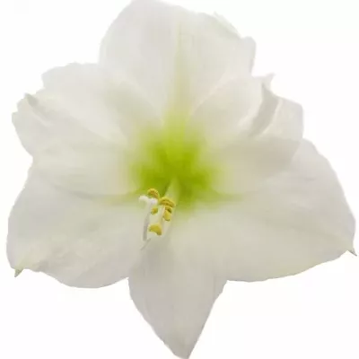 HIPPEASTRUM GA MATTERHORN