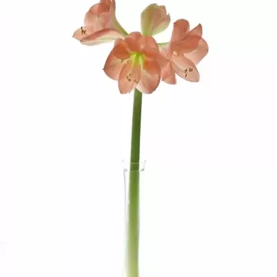 HIPPEASTRUM GA NAGANO 75cm/4kv/15box