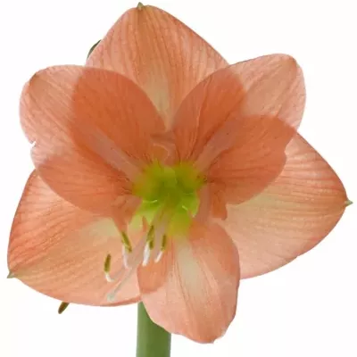 HIPPEASTRUM GA NAGANO 75cm/4kv/15box