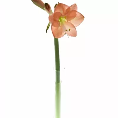 HIPPEASTRUM GA NAGANO 75cm/4kv/15box