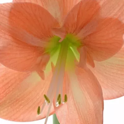 HIPPEASTRUM GA NAGANO 75cm/4kv/15box