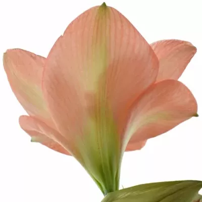 HIPPEASTRUM GA NAGANO 75cm/4kv/15box