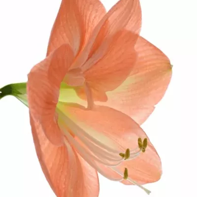 HIPPEASTRUM GA NAGANO 75cm/4kv/15box