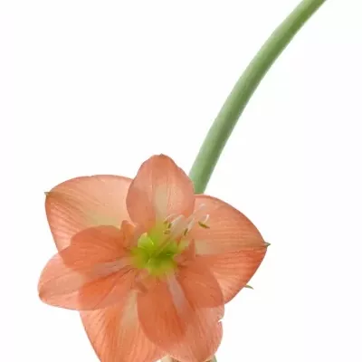 HIPPEASTRUM GA NAGANO 75cm/4kv/15box