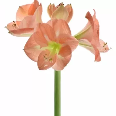 HIPPEASTRUM GA NAGANO 75cm/4kv/15box