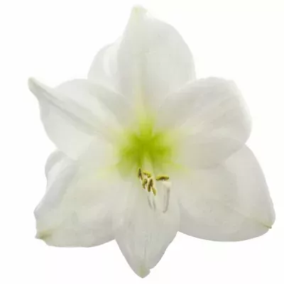 HIPPEASTRUM GA POLARIS