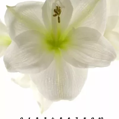 HIPPEASTRUM GA POLARIS