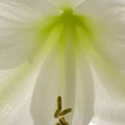 HIPPEASTRUM GA POLARIS