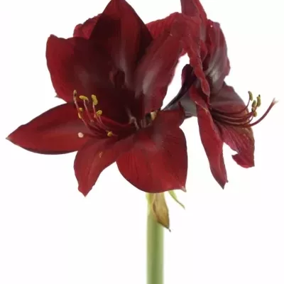 HIPPEASTRUM GA ROYAL VELVET 