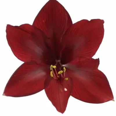 HIPPEASTRUM GA ROYAL VELVET 