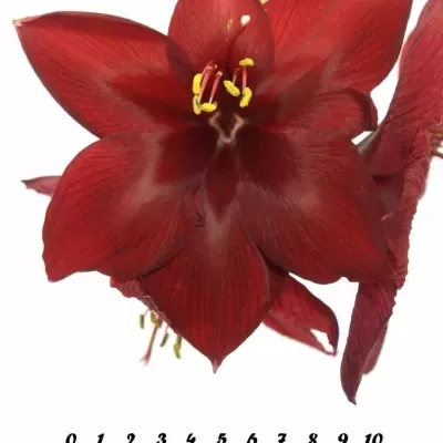 HIPPEASTRUM GA ROYAL VELVET 