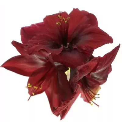 HIPPEASTRUM GA ROYAL VELVET 