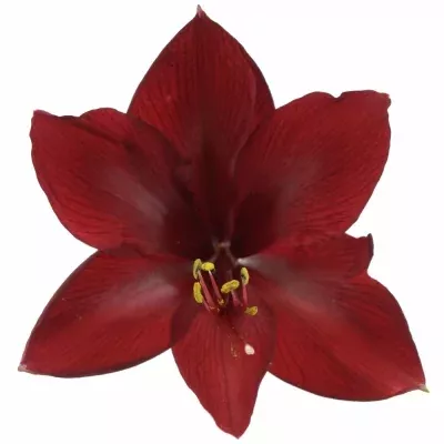 HIPPEASTRUM GA ROYAL VELVET 