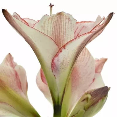 HIPPEASTRUM GA SHOWMASTER 70cm/4kv/18box