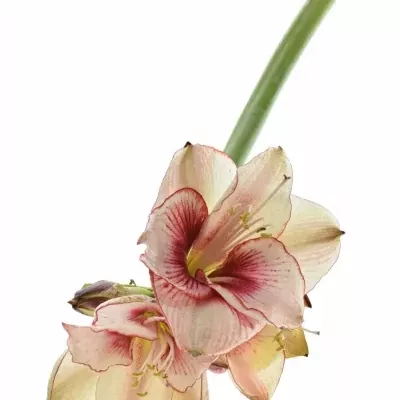 HIPPEASTRUM GA SHOWMASTER 70cm/4kv/18box