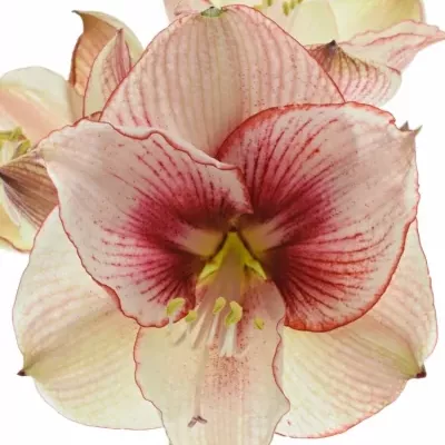 HIPPEASTRUM GA SHOWMASTER 70cm/4kv/18box