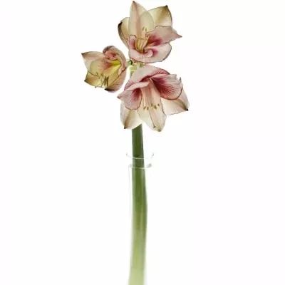 HIPPEASTRUM GA SHOWMASTER 70cm/4kv/18box