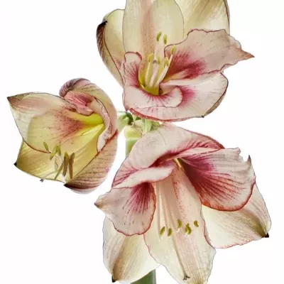 HIPPEASTRUM GA SHOWMASTER 70cm/4kv/18box