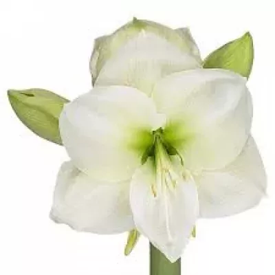 HIPPEASTRUM GA WHITTE SENSATION