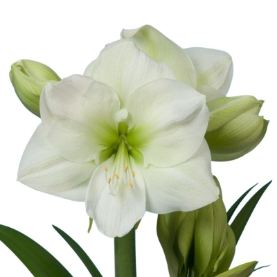 Hippeastrum GA WHITE SENSATION 50cm / 3kV / 24box