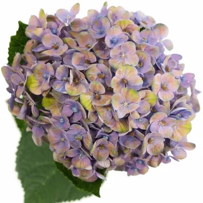 Hortenzie M MAGIC CORAL BLUE 50cm