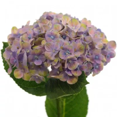 Hortenzie M MAGIC CORAL BLUE 50cm