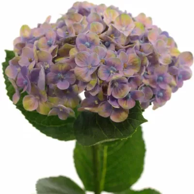 Hortenzie M MAGIC CORAL BLUE 50cm