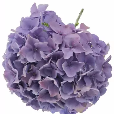 Hortenzie M MAGICAL DIAMOND BLUE 35cm