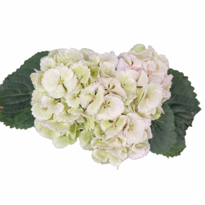 Hortenzie MACROPHYLLA LOLLY POP CLASSIC