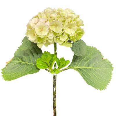 Hortenzie MACROPHYLLA LOLLY POP CLASSIC