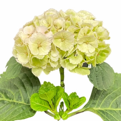 Hortenzie MACROPHYLLA LOLLY POP CLASSIC