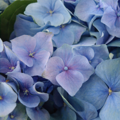 Hortenzie MACROPHYLLA MY BEAUTIFUL HEAVEN