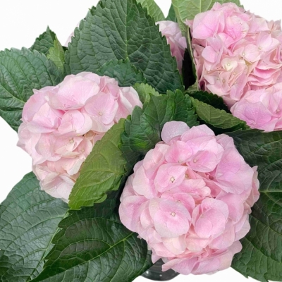 Hortenzie MACROPHYLLA MY BEAUTIFUL PINKTOUCH ROZE