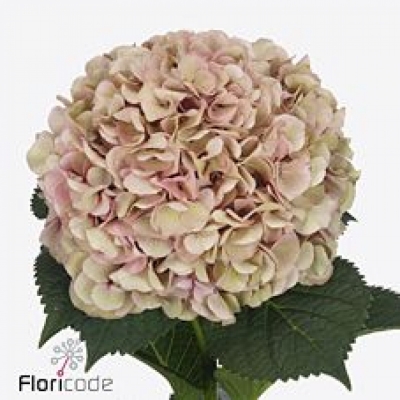 Hortenzie MACROPHYLLA MY BEAUTIFUL VIENNA CLASSIC