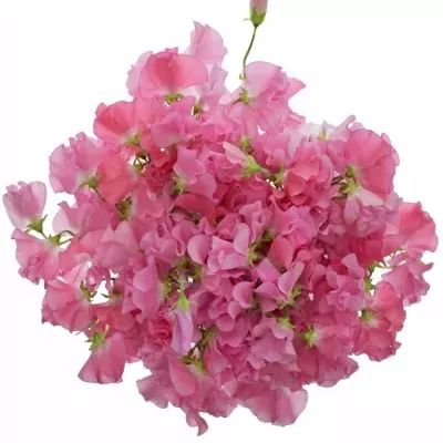 Hrachor WINTER SUNSHINE PINK 35cm