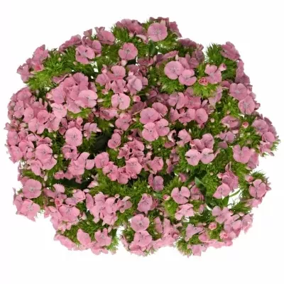 Hvozdík BARBATUS SWEET WILLIAM PINK 50cm