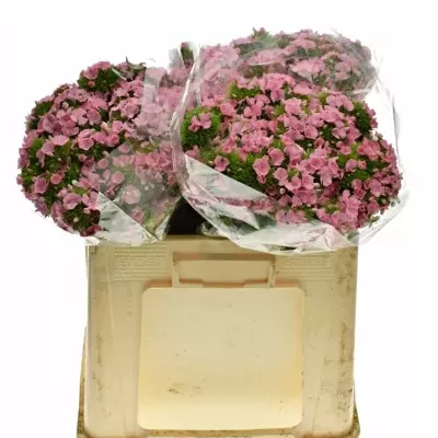 Hvozdík BARBATUS SWEET WILLIAM PINK 50cm