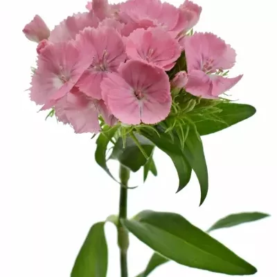 Hvozdík BARBATUS SWEET WILLIAM PINK 50cm